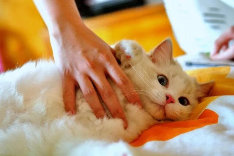 干净掉毛少的猫咪品种推荐：四种猫咪几乎不掉毛