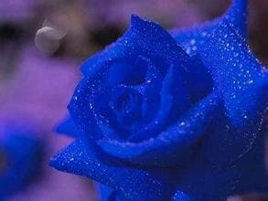 蓝色妖姬寓意和花语 蓝色妖姬的寓意与花语