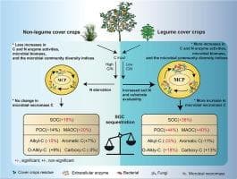 豆科覆盖作物通过刺激微生物转化，比非豆科覆盖作物固存更多的土壤有机碳