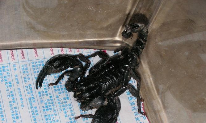 如何科学饲养蝎子：从品种选择到健康管理的全面指南