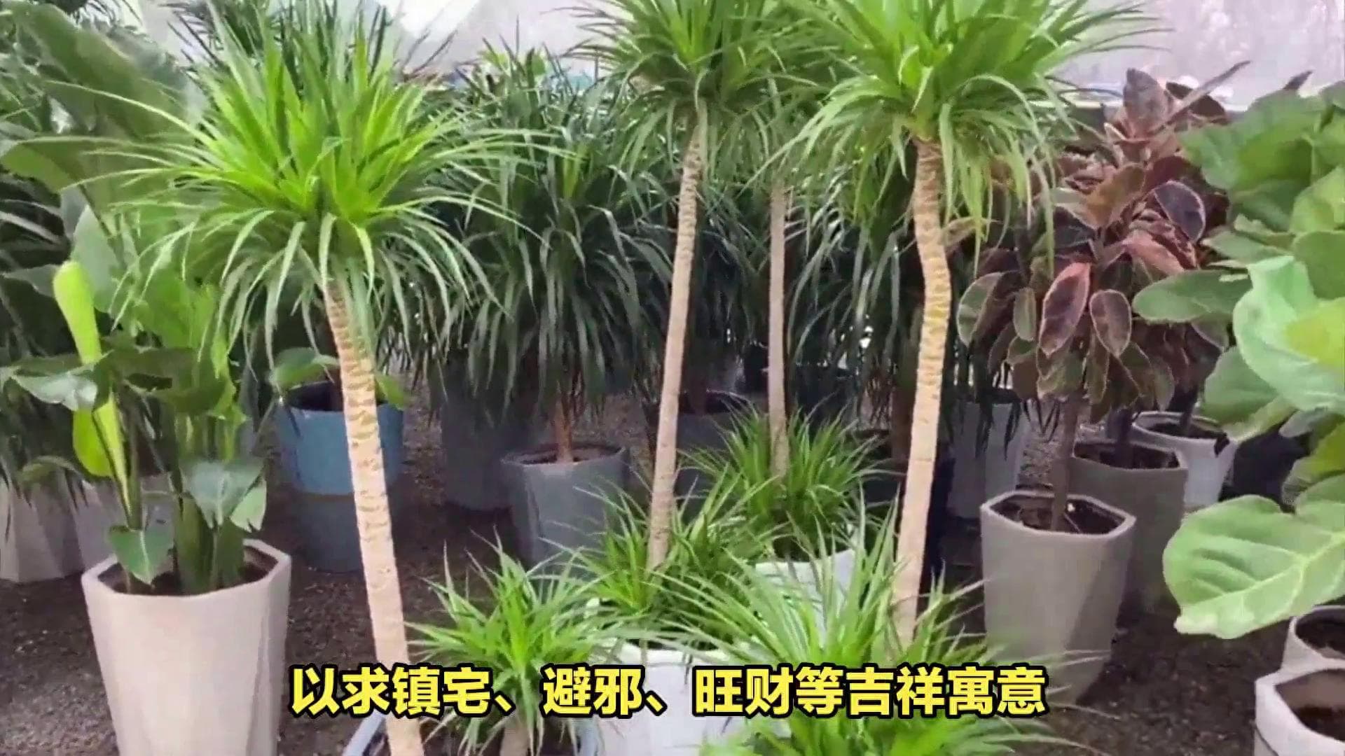 巴西龙骨的养殖方法：六大养护要点全解析