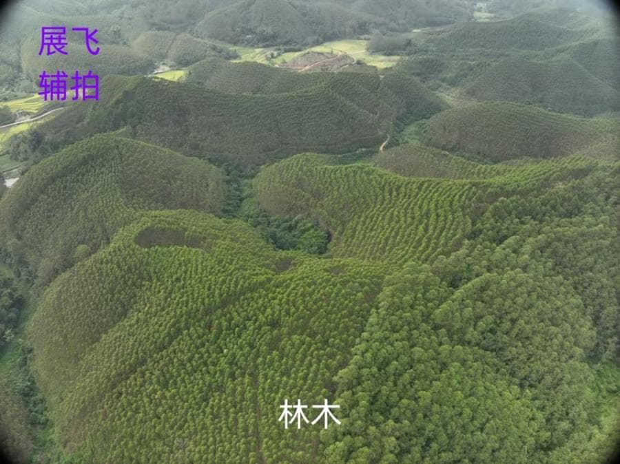 广西钦州753亩速生桉树林拍卖：起拍295万，最终以464万成交