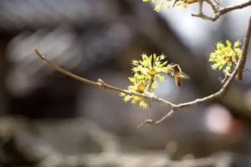 菠萝含有什么维生素？全面揭秘菠萝的健康营养价值
