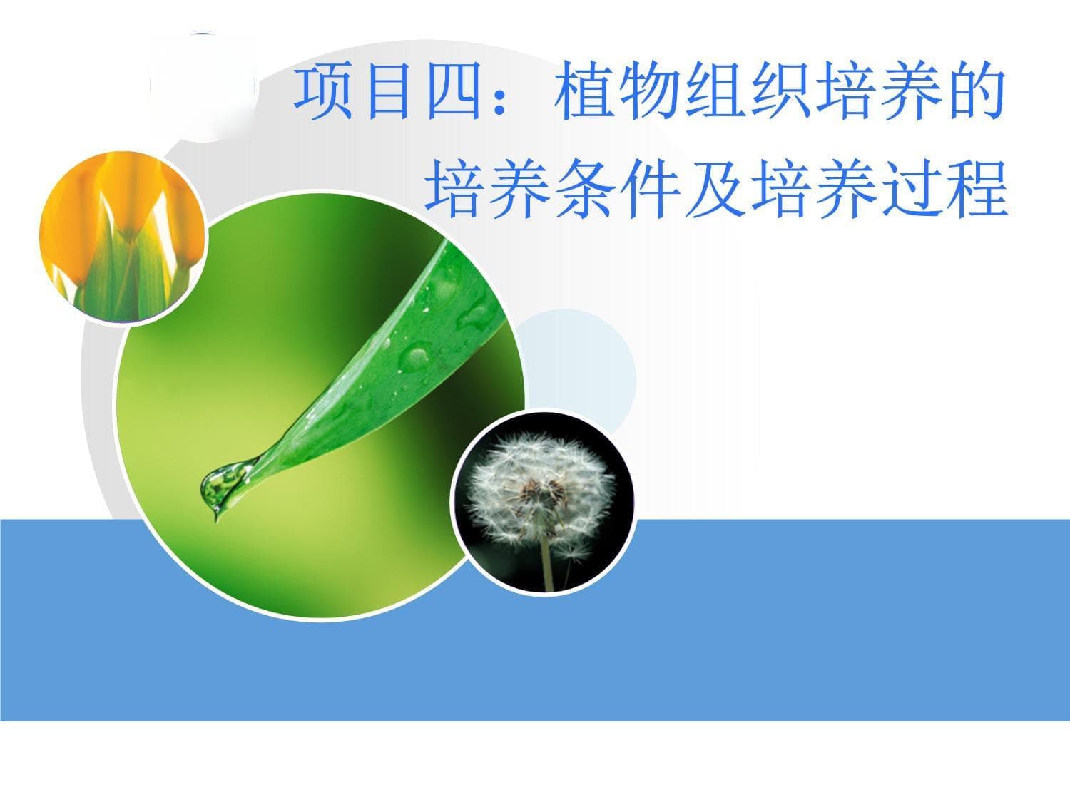 植物组织培养过程及问题控制