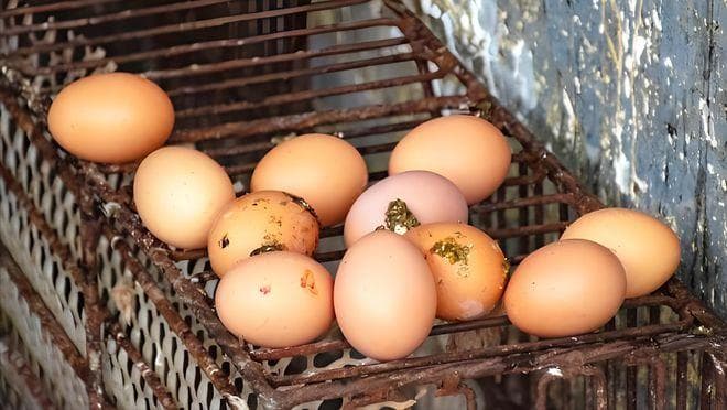 鸡蛋保存有妙招：三种方法让鸡蛋存放三个月不变质