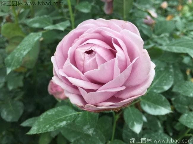 河南一年四季最适合种什么花