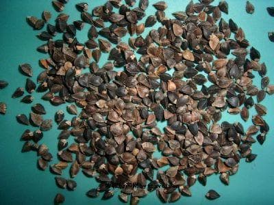 凉山苦荞麦：高原上的营养珍品