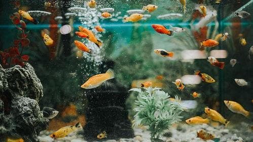 鱼缸养鱼，水质是关键，活鱼秘诀看这里！