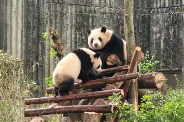 成都8大景点仍需提前预约，游玩攻略来了！