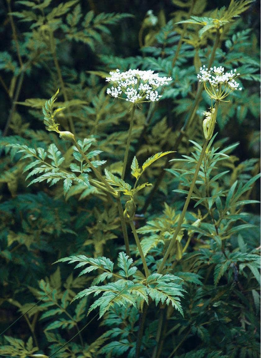 川芎提取物：从植物到药理作用的全面解析