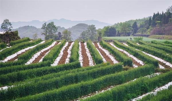 烟麦套种、烟稻轮作：贵州烟区实现粮烟双丰收