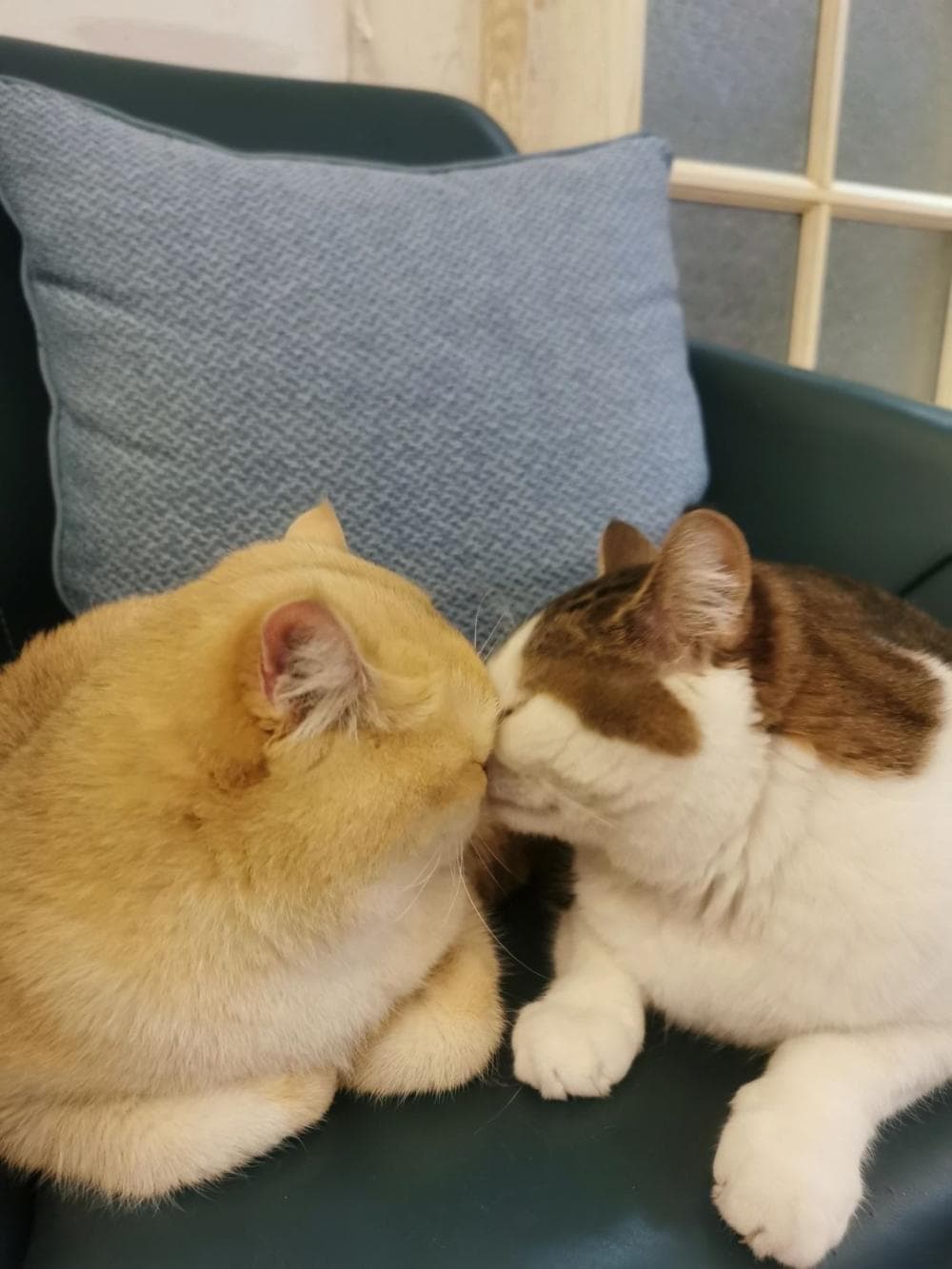 多猫家庭的和睦一刻！猫咪关系要好有哪些表现？建立良好的关系是有小技巧噠～