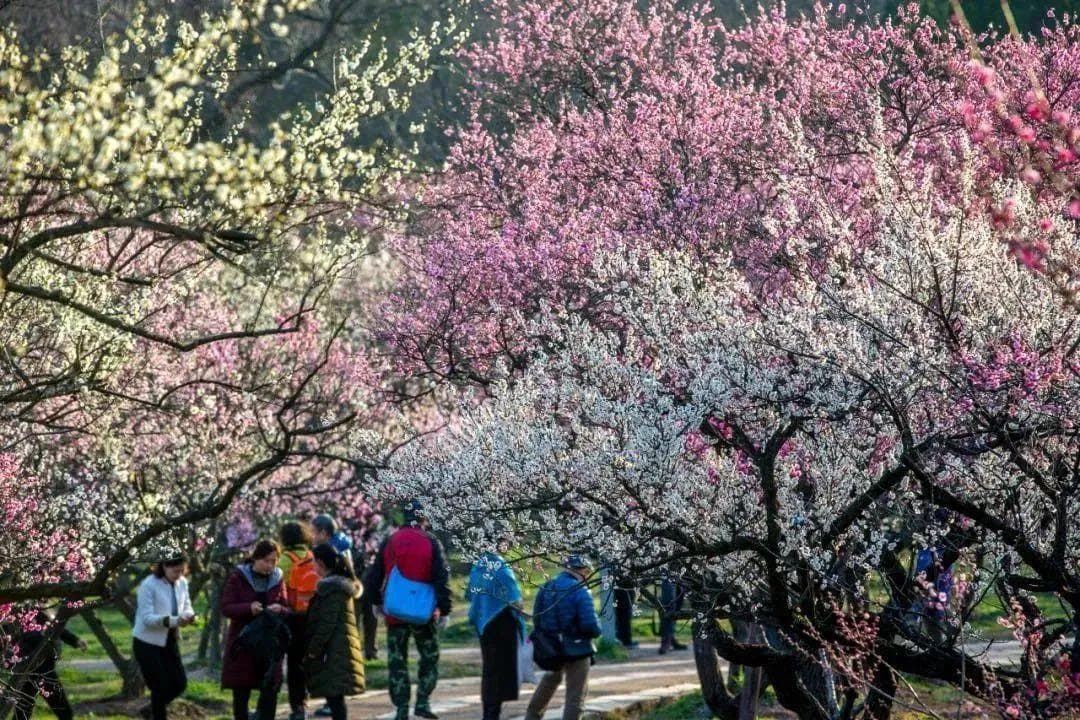 梅花开了！江苏四大赏梅胜地攻略