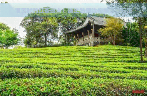 腹泻时的红茶摄入：医生的建议与健康调理方法
