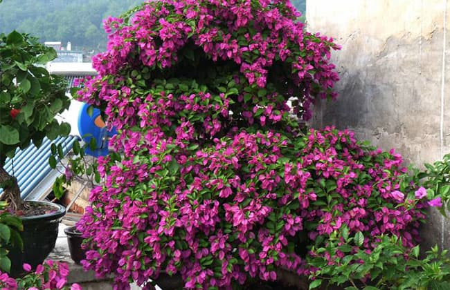 三角梅何时开花？如何让三角梅快速开花？