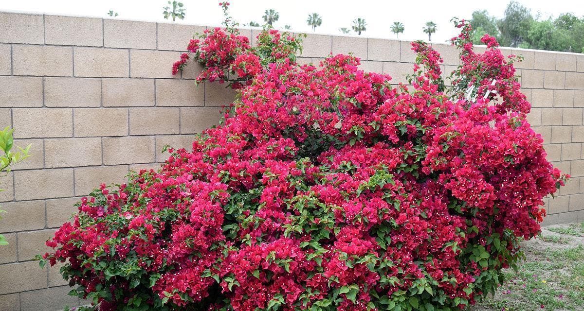 打造美丽的后院花园（适合种植的花卉和技巧）