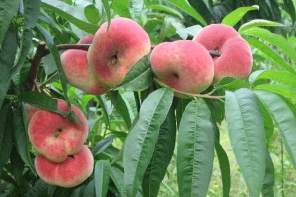 蟠桃种植全攻略：从种植到保鲜的实用指南