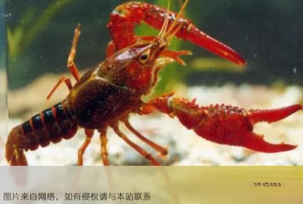 最好吃的十大常见虾品种