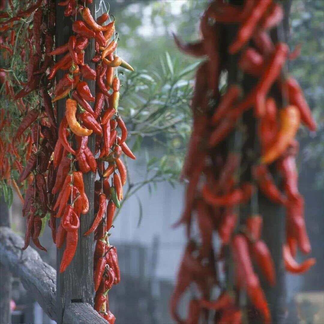 中国十大名椒：从贵州遵义到新疆博湖，辣椒如何成就各地美食传奇？