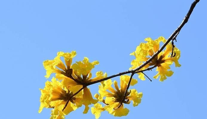 黄风铃花：揭秘黄风铃花所传递的神秘信息