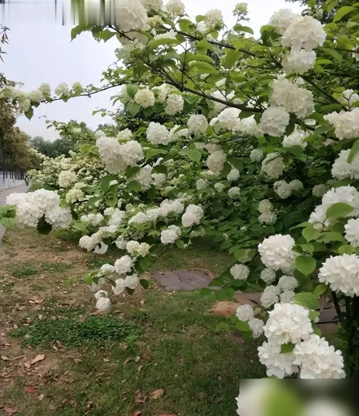 灌木绣球 vs 木本绣球：如何选择适合你的绣球花？