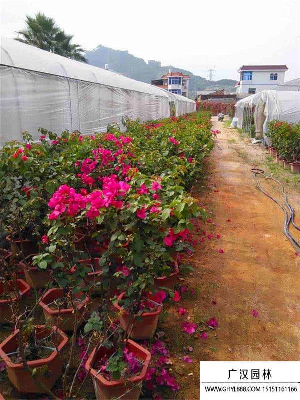 三角梅的花期