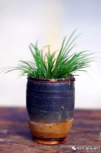 菖蒲的正确种植方法：从土壤选择到病虫害防治