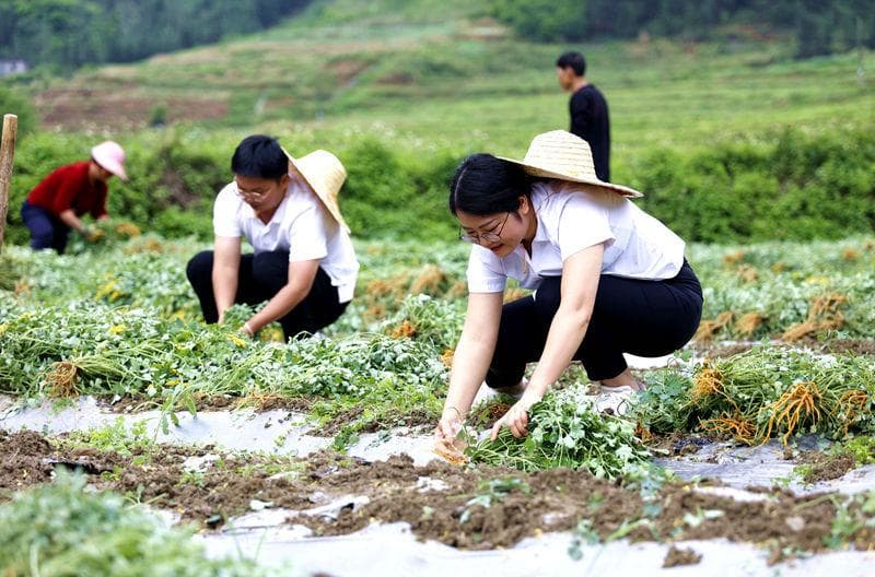 东兰县多措并举引进人才助推乡村振兴