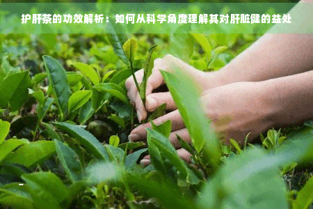 护肝茶的功效解析：如何从科学角度理解其对肝脏健康的益处