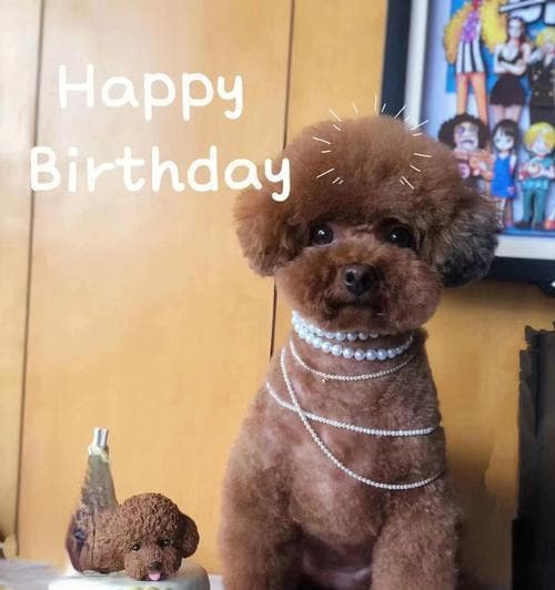 小狗过生日的欢乐时光（宠物主人如何为小狗庆生）