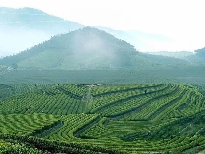 浆果制莓茶藤本制藤茶，功效禁忌各有侧重