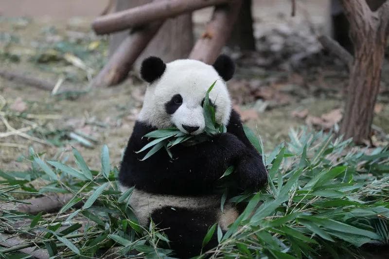 《你不知道的大熊猫》：揭秘国宝的趣味生活