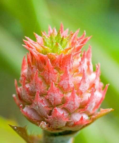 菠萝的花与生长特点（探秘菠萝花的神奇之处）