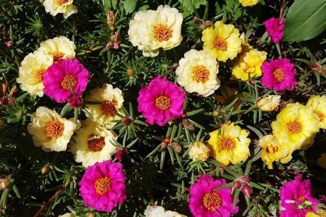 室内的绽放：探究太阳花的光照需求与开花潜能