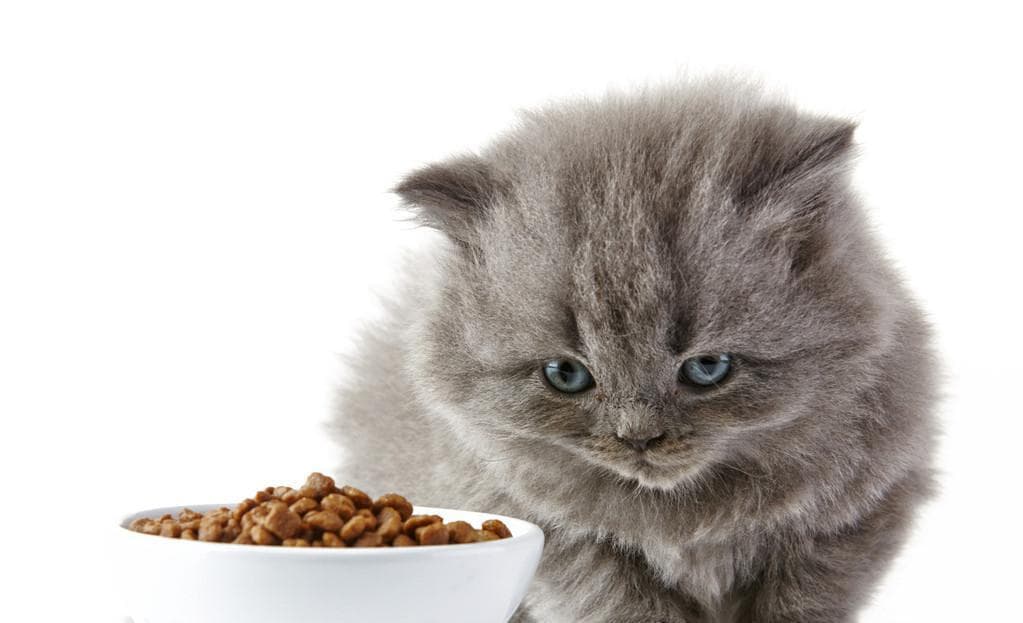 4个月大的猫咪饮食指南（科学合理的营养搭配让猫咪更健康）