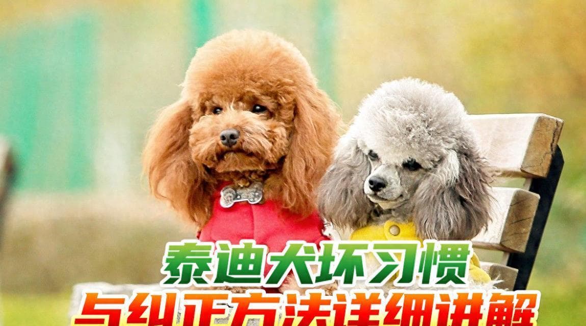 泰迪犬行为异常可能是生病前兆，16个症状需警惕