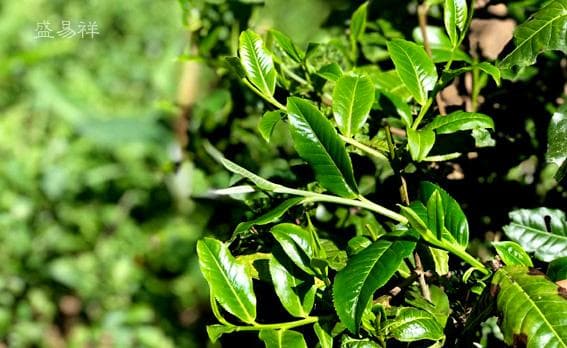 茶叶怎么泡才好喝？冲泡时间这么定！