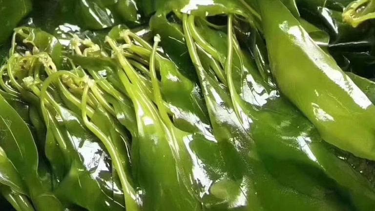 海带苗的功效与作用、禁忌和食用方法