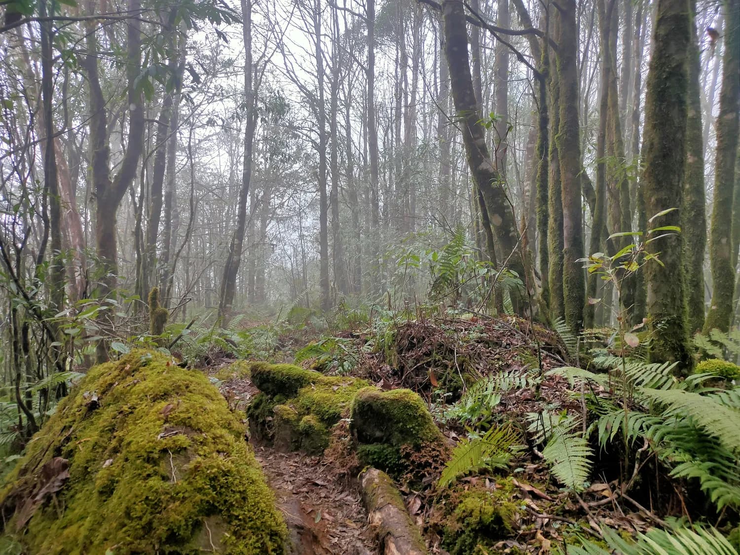 火山石斛：海口秀英区乡村振兴的“致富草”