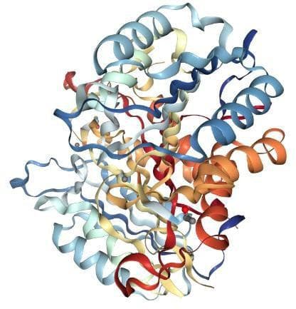 caspase-3：细胞凋亡的关键调控蛋白