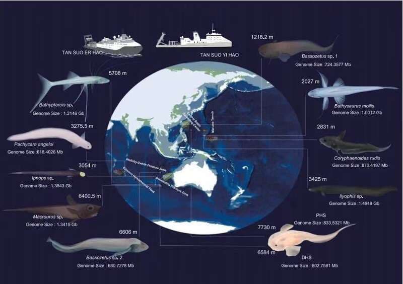 我国科研团队构建深海鱼类“生命进化树”  揭示脊椎动物征服深渊历程