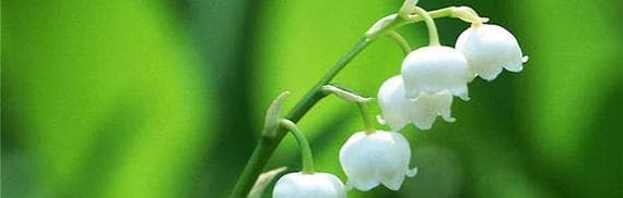 铃兰花的养殖方法与养护要点（养一盆清香四溢的铃兰花，让家充满春天的气息）