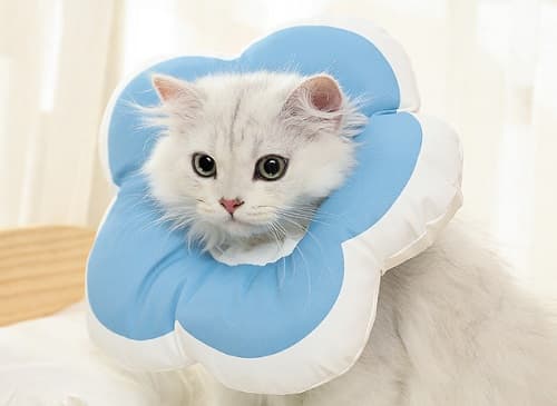 布偶猫寿命多长？宠物医生在线咨询