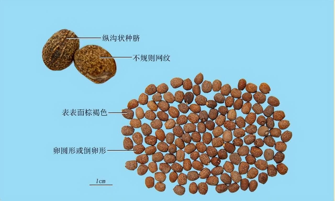 【元亨祥本草纲目】——中国药典中药材 千金子