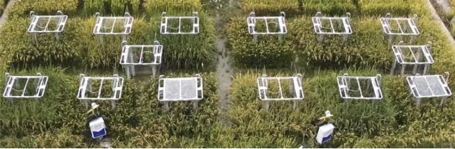 作物“群体光合”：理解植物生长的奥秘与提高作物生产力的潜力