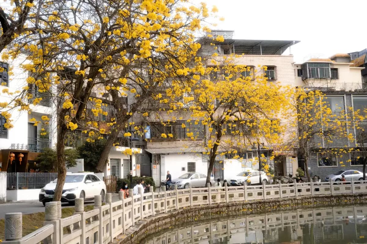 黄花风铃木：满城尽带黄金甲