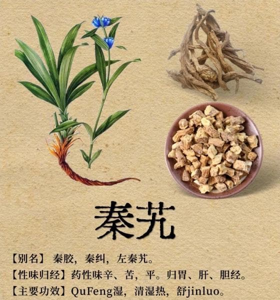 中药秦艽的使用方法有哪些