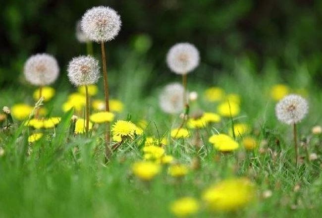 【药食同源】清热解毒、消肿散结、利湿通淋之“蒲公英”