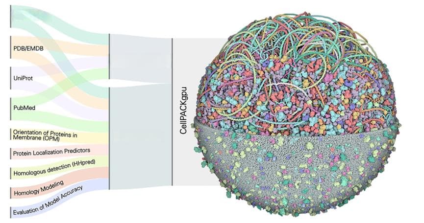 J Mol Biol｜在计算机上构建完整的细胞3D模型