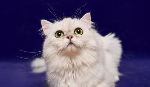 猫咪色彩感知有限，色彩世界相对单调。
